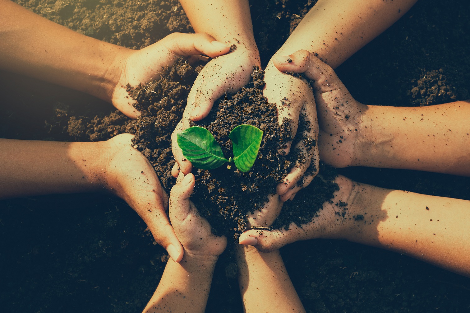little boy’s hand holding a green sapling earth day In the hands of trees planting saplings. Reduce global warming. Love the world concept.