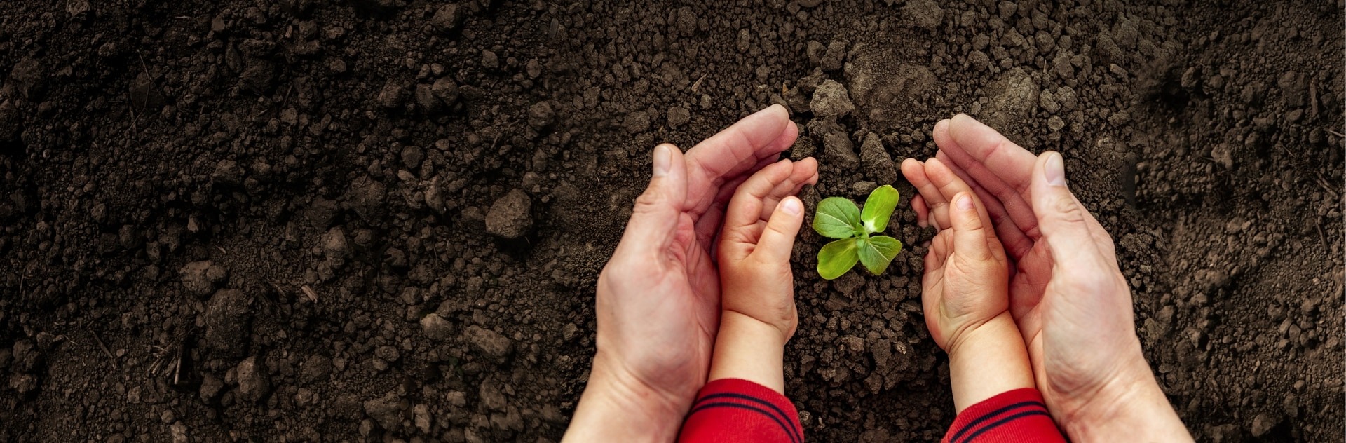 Close-up of adult and child hands cupping a small green plant growing in dark soil